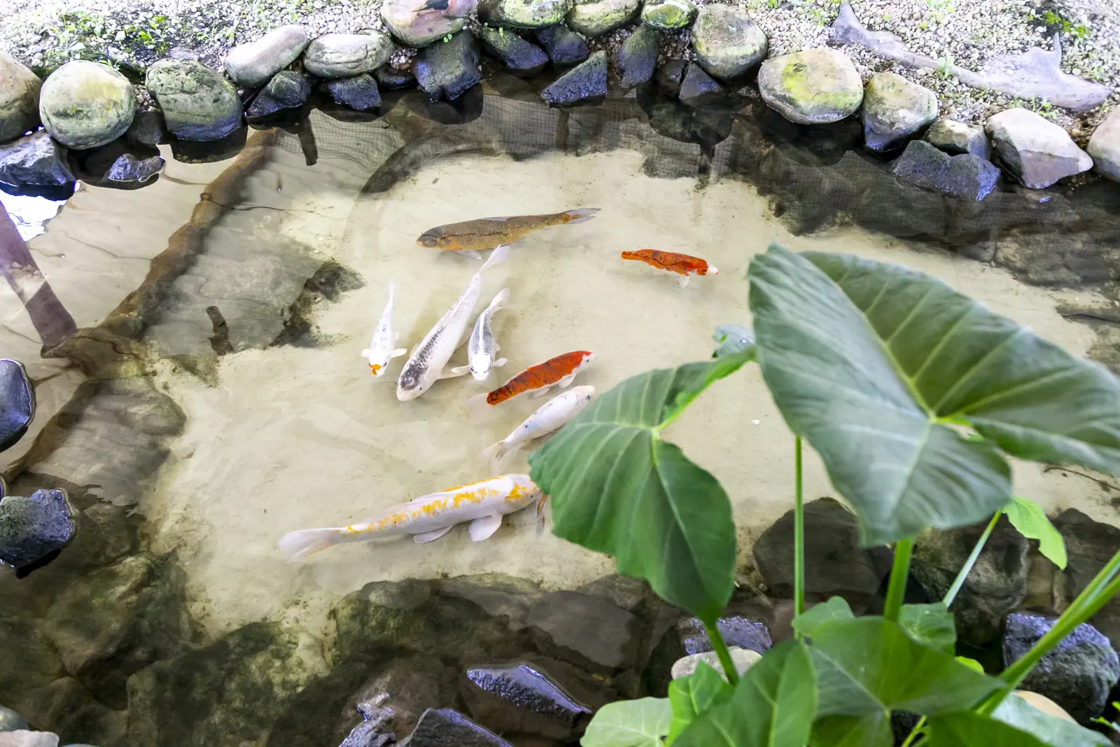 Lago com carpas e folhas de taioba